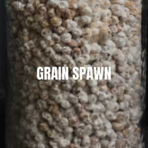 grain-spawn
