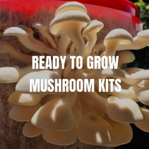 ready-to-grow-mushroom-kits