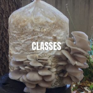 upcoming-classes-02